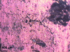 Figure 6 - View of cracks after stripping (removal of corrosion products)