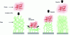 Figure 15 - Representation of a surface grafted with poly(ethylene glycol) chains and the effect of repulsion on a protein