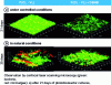 Figure 8 - Mixed biofilms of bacteria and microalgae developed on the surface of P(CL-VL)-based coatings with or without DBHB[9].