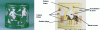 Figure 9 - The Vaison-la-Romaine inkwell (Musée du Louvre, cliché C2RMF D. Bagault). The Venus himation is an inlay in black patinated Corinth bronze (left). Right: reconstitution of the original colors (Musée du Louvre, C. Bastien). [46]