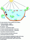 Figure 18 - The entire pond ecosystem [7].