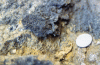 Figure 12 - Black concretioned crust – Remparts d'Avignon (Source Lerm)
