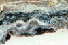 Figure 19 - Black crust cross-section (optical microscopy × 20) (Source: Lerm)