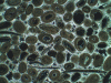 Figure 2 - Burgundy oolitic limestone (optical microscopy × 20) (Source Lerm)