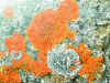 Figure 46 - Foliose lichens on granite – Portugal (Source Lerm)