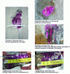 Figure 3 - Examples of the phenolphthalein test (red color is characteristic of non-carbonated concrete)