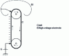 Figure 20 - Van de Graaf high-voltage generator: schematic diagram