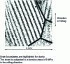 Figure 9 - Longitudinal Kerr visualization of domains in FeSi polycrystalline sheet with GOSS texture