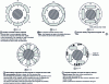 Figure 16 - Different rotor structures of synchronous machines, according to [13][14]