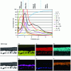 Figure 5 - Distribution profile of final coating components using GDOES and X-ray mapping (ThyssenKrupp document)