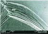 Figure 16 - Scanning electron microscope image of a polyester imide enamelled yarn overcoated with polyamide imide