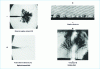 Figure 3 - Streamer appearance in liquids