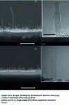 Figure 8 - Carbon nanotubes oriented perpendicular to the substrate viewed by scanning electron microscopy (SEM) (after [23])