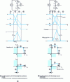 Figure 6 - Illustration of the two switching mechanisms resulting from the two causalities