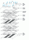 Figure 14 - Cell assembly in flat configuration [Siemens].