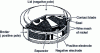 Figure 5 - Exploded view of a Ni-Cd button cell