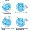 Figure 13 - Field maps for a bipolar "smooth rotor" machine