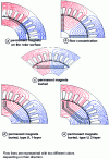 Figure 27 - MSAPs studied