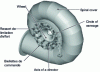 Figure 14 - View of a Francis turbine's sluice ring and guideway control (doc. Alstom)