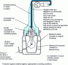 Figure 4 - Main features of a safety hand-held portable lamp for professional use (doc. OPPBTP sheet G4 M 01 89)