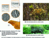 Figure 5 - Examples of natural materials with hierarchical structures at different scales