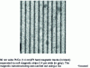 Figure 11 - Polar Kerr image of an array of magnetic tracks