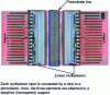 Figure 21 - Line of InGaAs photodiodes coupled to two linear multiplexers