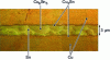 Figure 14 - Cross-section of two copper substrates transient liquid phase soldered with tin [26].