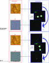 Figure 9 - Search for periodicities in an InAs/InP quantum box array (5 quantum box planes of 2.1 InAs monolayers on Q1,18/InP(113)B) (credits: UMR Foton-INSA de Rennes)