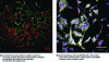 Figure 4 - Example of fluorophore-labeled images of biological samples acquired in MMP by two-photon fluorescence (XLIM laboratory, UMR CNRS 7252, University of Limoges).