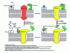 Figure 3 - Photochemical phenomena at the rhodopsin level in the outer rod article