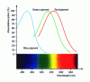 Figure 4 - Sensitivity of the three human cone types as a function of wavelength