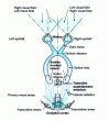 Figure 7 - Schematic layout of human visual pathways