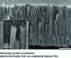 Figure 12 - Scanning electron microscope (SEM) film of aligned titanium oxide nanotubes (adapted from [78])