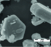 Figure 13 - SEM image of a sample of BaMgAl10O17 :Eu2+