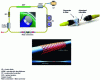 Figure 16 - Top: Typical fiber laser schematic (here EDF laser for "Erbium doped Fiber") with saturable absorber sandwiched in a fiber connector. Bottom: graphene layer deposited on a tappered fiber.