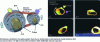 Figure 17 - Light-driven rotary motion (reproduced with permission from [44])