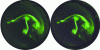 Figure 35 - Images from the first stereo video recordings of aurora borealis by Jean Mouette, Thierry Legault and Eric Hivon (Institut d'Astrophysique de Paris, 2018)