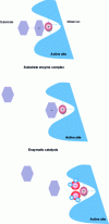 Figure 2 - The role of water in the mode of action of a metalloenzyme