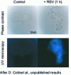 Figure 9 - Demonstration of resveratrol penetration into cells by detecting its intrinsic fluorescence