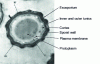 Figure 3 - Morphology of a spore [30]