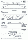 Figure 1 - General gene structure and transcription-translation pathway