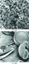 Figure 5 - Diatoms