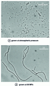 Figure 6 - Escherichia coli cells cultured at two pressure levels (from 35)