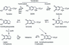 Figure 12 - Melanin formation through tyrosine oxidation by phenolase