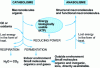 Figure 1 - General diagram of metabolism