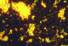 Figure 12 - Bacterial clusters in raw milk. Epifluorescence microscopy (× 1000)