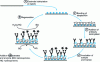 Figure 6 - Schematic representation of atrazine assay [33]