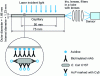 Figure 7 - General principle of immunosensor operation applied to the quantification of E. coli O157 : H7 (after Zhu et al. 2005) [36]