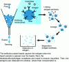 Figure 9 - Illustration of immunochemical capture, purification and detection process [37]